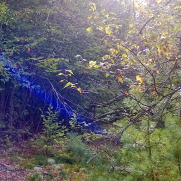 Meet your Posher, Emma - Picture 1 of 1